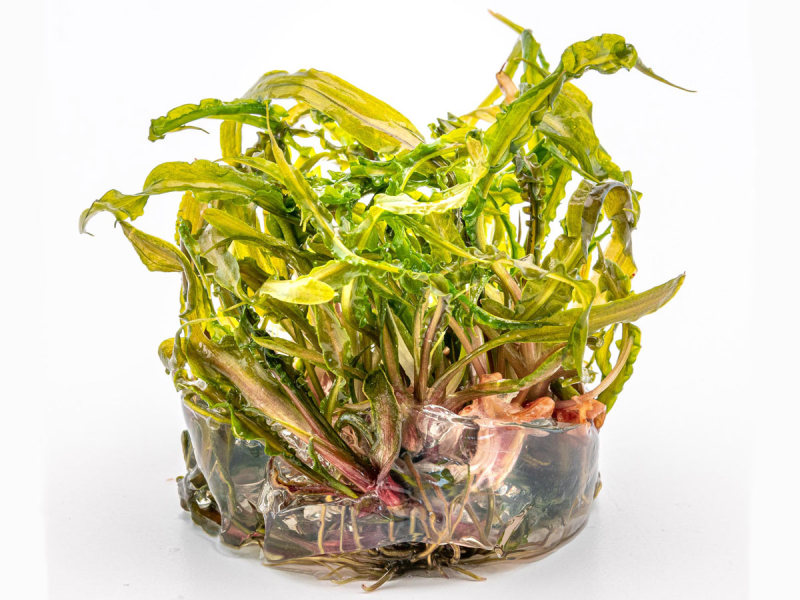 Grasblättriger Wasserkelch - Cryptocoryne crispatula in vitro